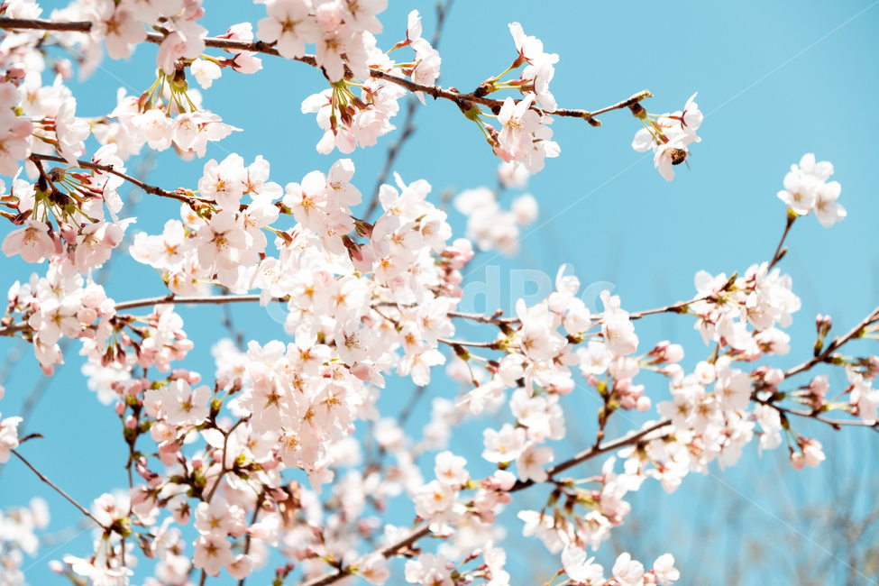 봄,벚꽃,벚꽃나무,꽃,flower,cherryblossom,spring,자연,감성사진,봄,계절,spring,season,plant,식물,blossom
