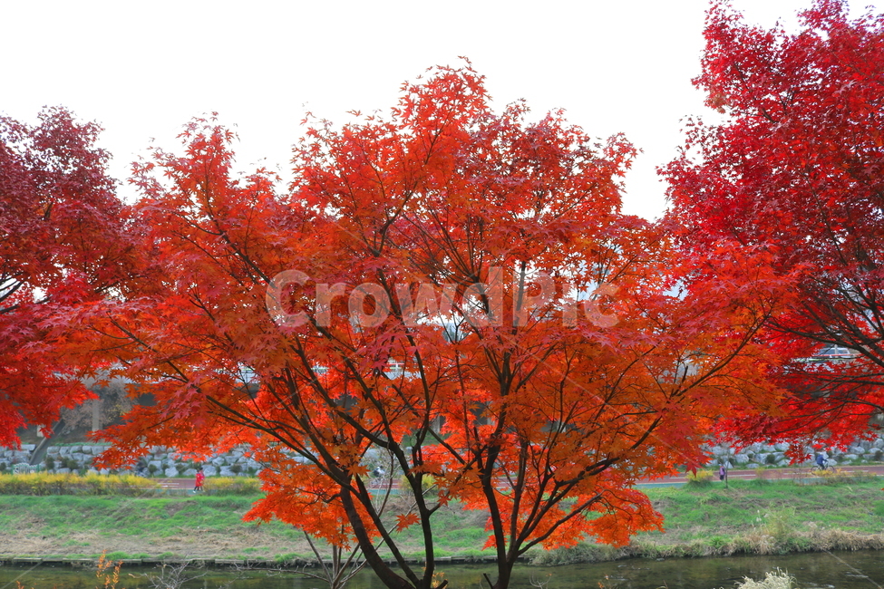 나무,단풍,단풍나무,식물,가을,자연,가을,계절,fall,autumn,season,식물,자연,plants,nature,나무,trees,wood,tree,plant,maple