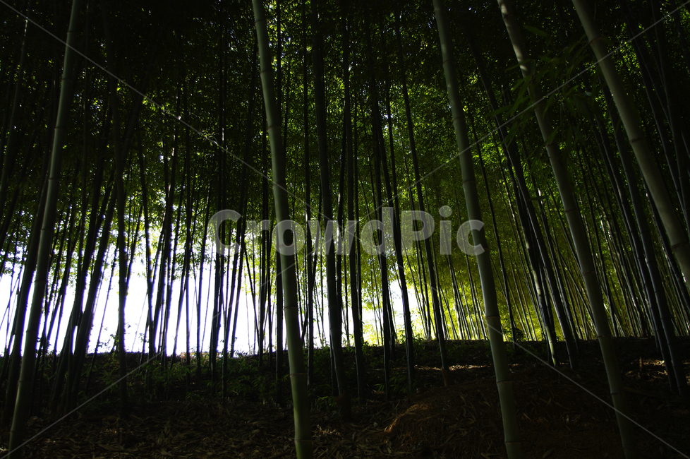 대나무,숲,빛,나무,초록,식물,자연,plants,nature,나무,trees,wood