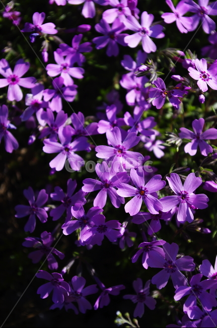 꽃,flower,꽃잔디,계절,봄,spring,식물,plant,자연,nature,식물,자연,plants,nature,꽃,flower