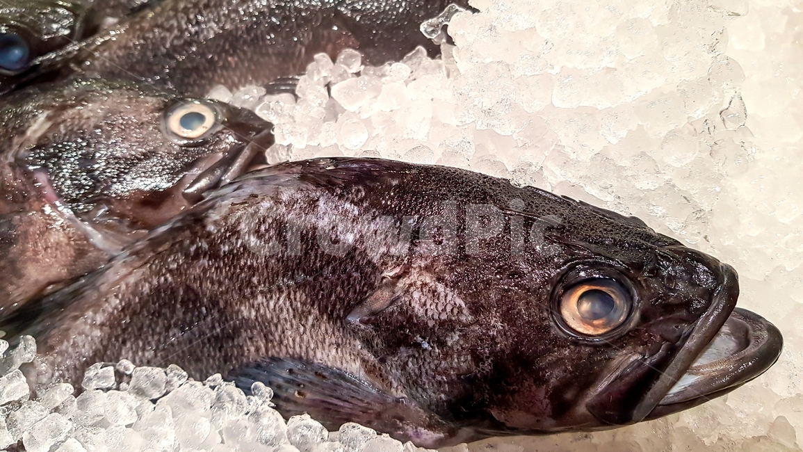 우럭,rockfish,생선,fish,물고기,식재료,음식,식재료,요리,food,cook,meal,dishes,food reserves,수산물,해산물,fishery products,seafood