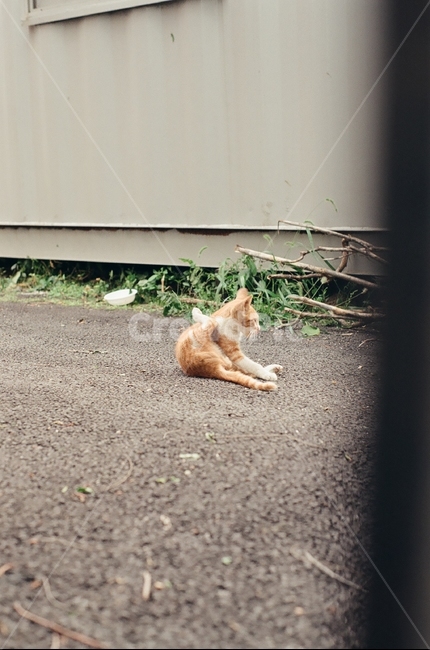 귀여움,야옹,반려동물,cats,mammals,animals,cute,meow,pets,mammal,포유류,cat,고양이,pet,abyssinian,동물,animal,아비시니안,manx,동물,animal,포유류,mammal,고양이,cat,kitten,kitty