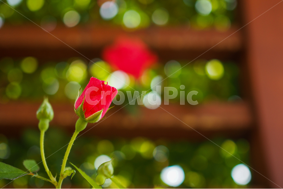 장미,사랑,연인,천안,단국대,5월,바라보다,식물,자연,plants,nature,꽃,flower