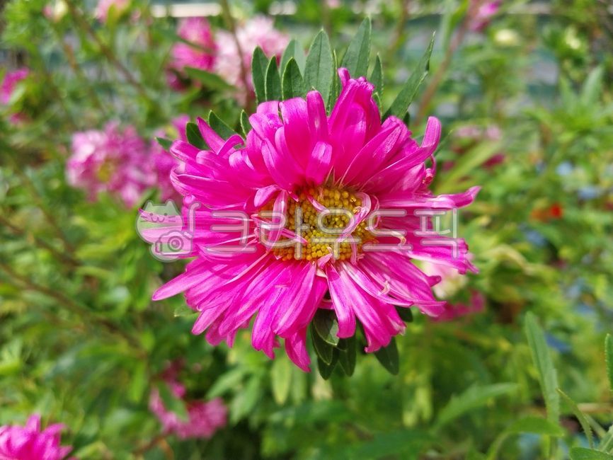 flower,leaf,petal,배경화면,마가렛목마가렛,마가렛꽃,목마가렛꽃,margueritedaisy,Parisdaisy,marguerite