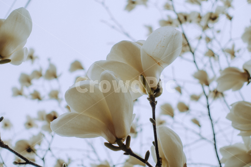 봄,감성사진,목련,magnolia,식물
