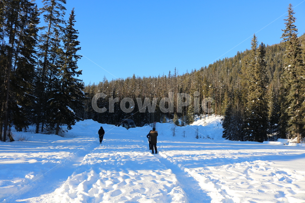 눈밭,설원,snow,rocky,rockymountains,canada,캐나다,풍경,겨울,winter,자연,nature,눈밭에있는사람,겨울,계절,winter,season,자연,풍경,nature,landscape,plant,식물,tree,나무,fir,전나무