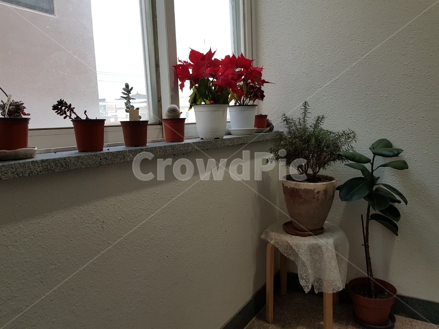 화분들,창가화분,로즈마리화분,다육이,화분,실내용화초,화분,화초,house plant