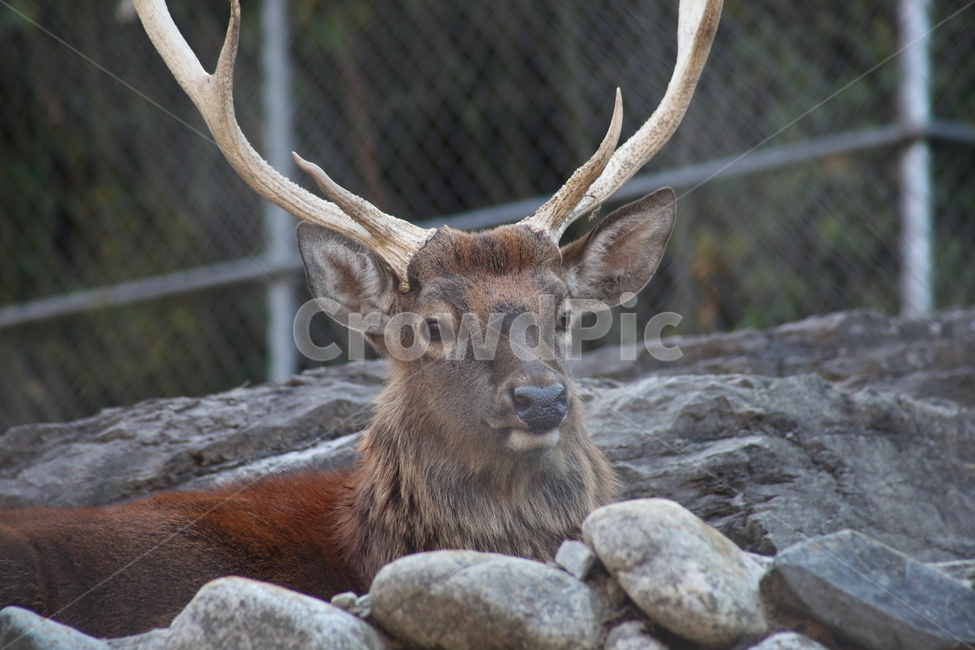 사슴,동물,포유류,동물원,deer,동물,animal,포유류,mammal