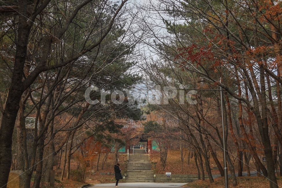 절,나무,식물,숲길,등산,산책,tree,plant,person,human,인간,사람,혼자,가을,계절,fall,autumn,season