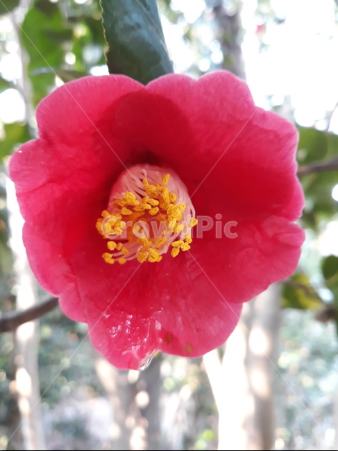 동백꽃,꽃,경치,분홍색,봄,식물,자연,plants,nature,꽃,flower