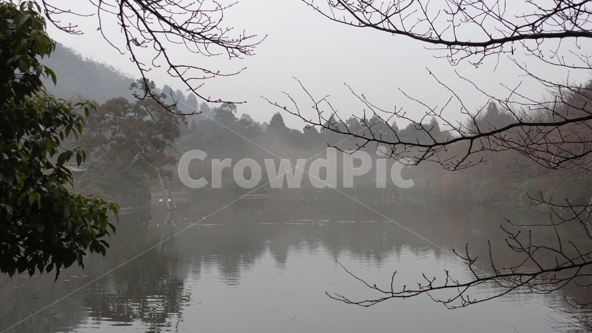 fog,nature,호수,tree,나뭇가지,자연,weather,날씨,outdoors,옥외,열대,안개