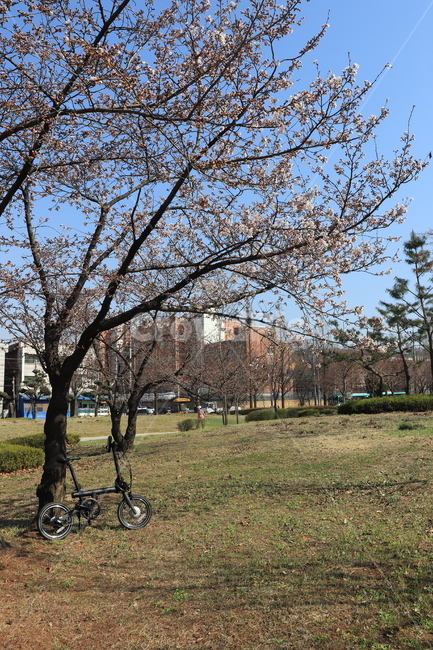 식물,자전거,교통,plant,공원,풍경,자연