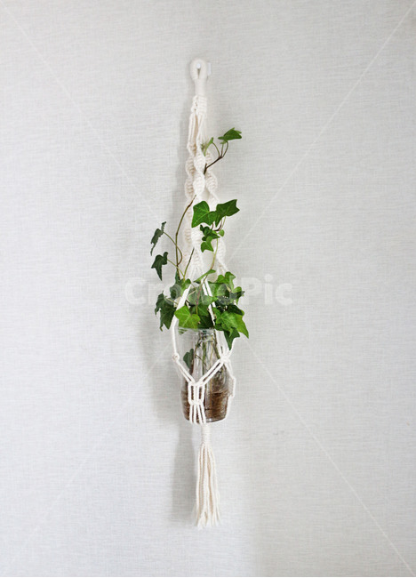 아이비,공기청정,plant,식물,leaf,잎,마크라메,행잉플랜트,행잉,매듭공예,실내장식,수경식물,수경재배,실내인테리어,인테리어,실내용화초,화분,화초,house plant