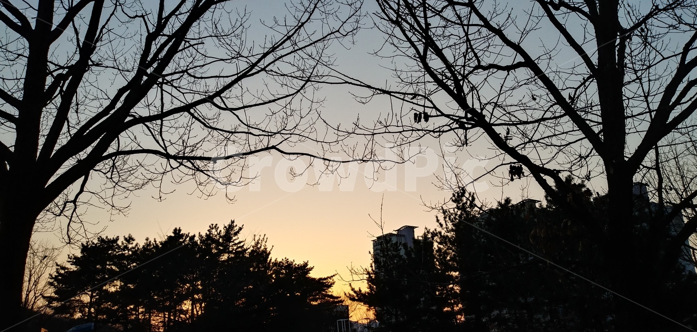 실루엣,자연,노을,하늘,나무,나무,trees,wood