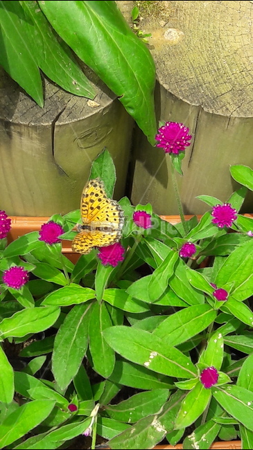 인천나비공원,천일홍,나비,보라색,식물,동물,animal,곤충,벌레,insect,bug