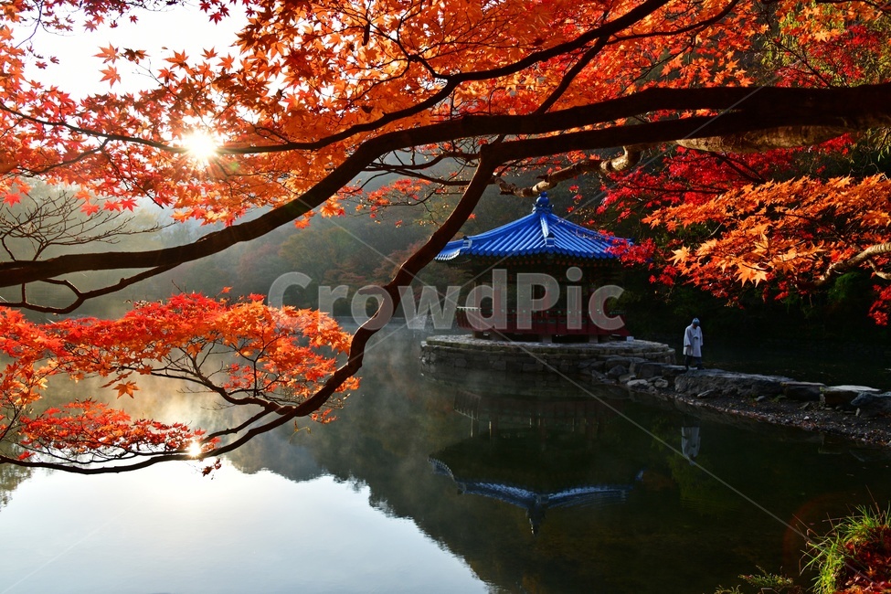 전북,정읍,내장사,내장사가을,추색,단풍,내장사우화정,우화정가을,내장사연못,자연,경치,경관,풍경,tree,나무,maple,plant,식물,person,사람,human,인간,가을,계절,fall,autumn,season