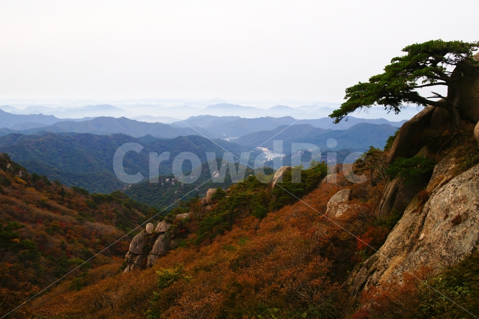 속리산,보은,문장대,가을,산,첩첩산중,소나무,단풍,자연,풍경,nature,landscape,outdoors,옥외
