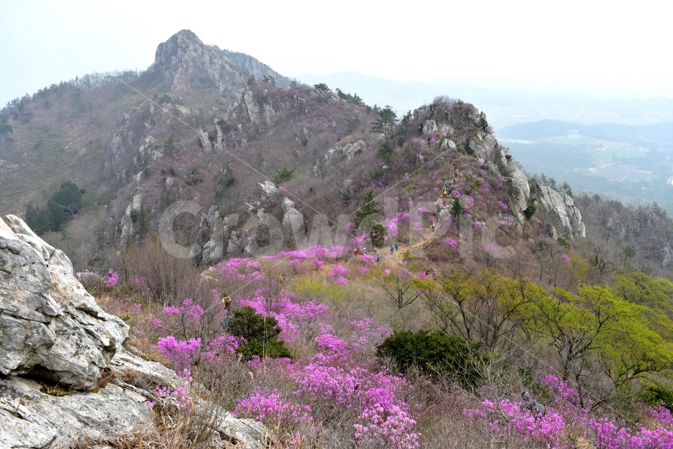 주작산,덕룡산,진달래,풍경,기암,바위,비경,봄풍경,분홍색,진달래꽃,강진,명산,산행,등산,마운틴,자연,풍경,nature,landscape,봄,계절,spring,season,plant,식물