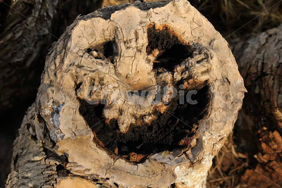 나무,나무통,자연,nature,tree
