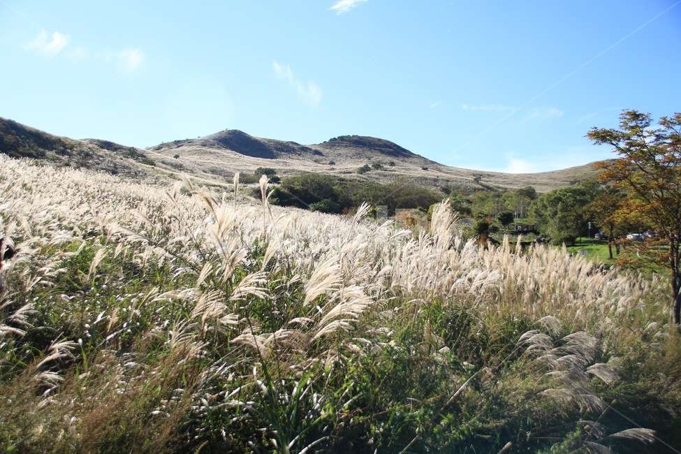 식물,억새,황매산,합천,가을풍경,가을,계절,fall,autumn,season,자연,풍경,nature,landscape,plant,grass,잔디,lawn,reed,갈대