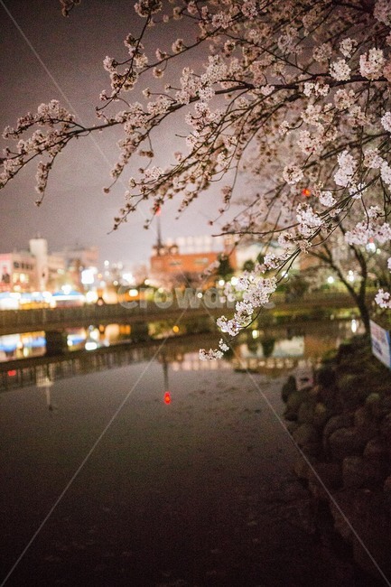 벚꽃,야간벚꽃,밤벚꽃,벚꽃나무,운천저수지,벚꽃놀이,봄,계절,spring,season,야경,밤,풍경,nightscape,night,landscape,plant,식물,blossom,꽃,cherry blossom,flower