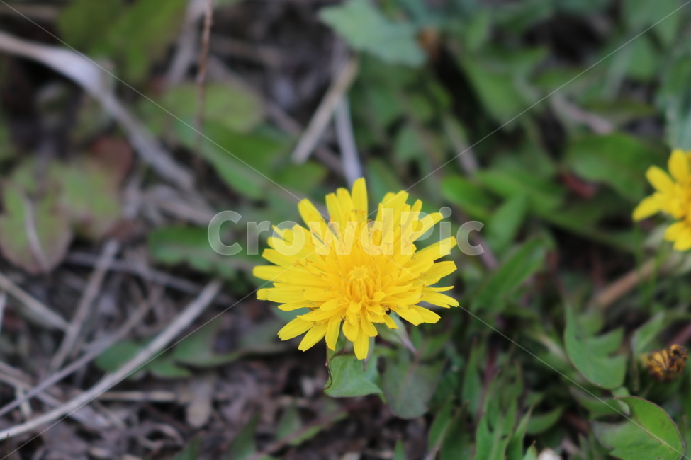 식물,민들레,봄,plant,꽃