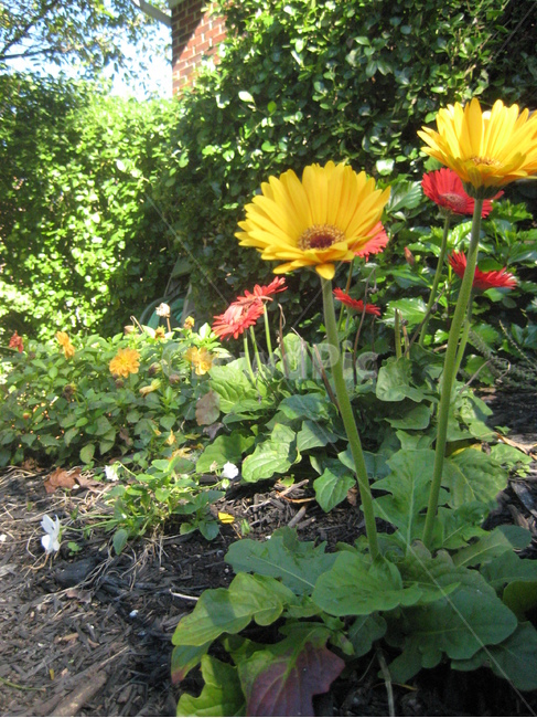 꽃,flower,식물,plant,blossom,마당,화단,식물,자연,plants,nature