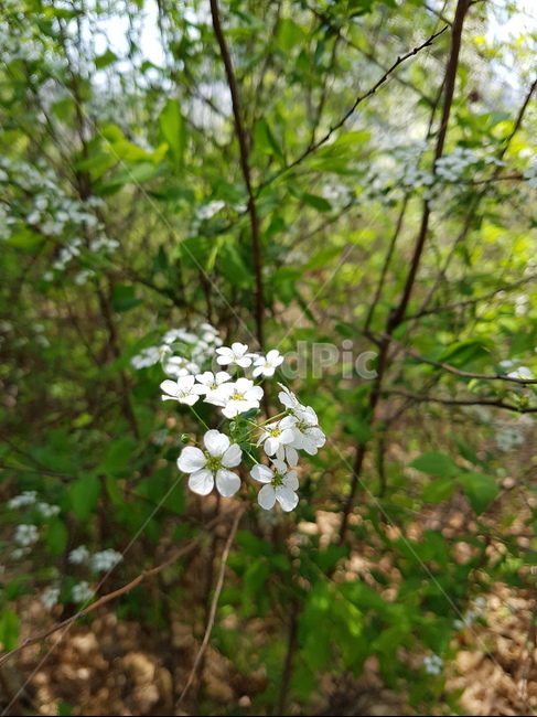 숲,꽃,여름,봄,배경,식물,자연,plants,nature,꽃,flower
