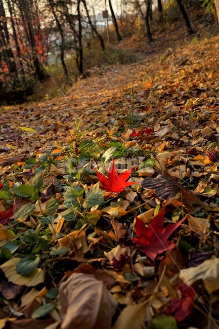 가을,단풍,빨강,자연,낙엽,계절,가을,계절,fall,autumn,season,leaf,잎,plant,식물,tree,나무,ground,바닥