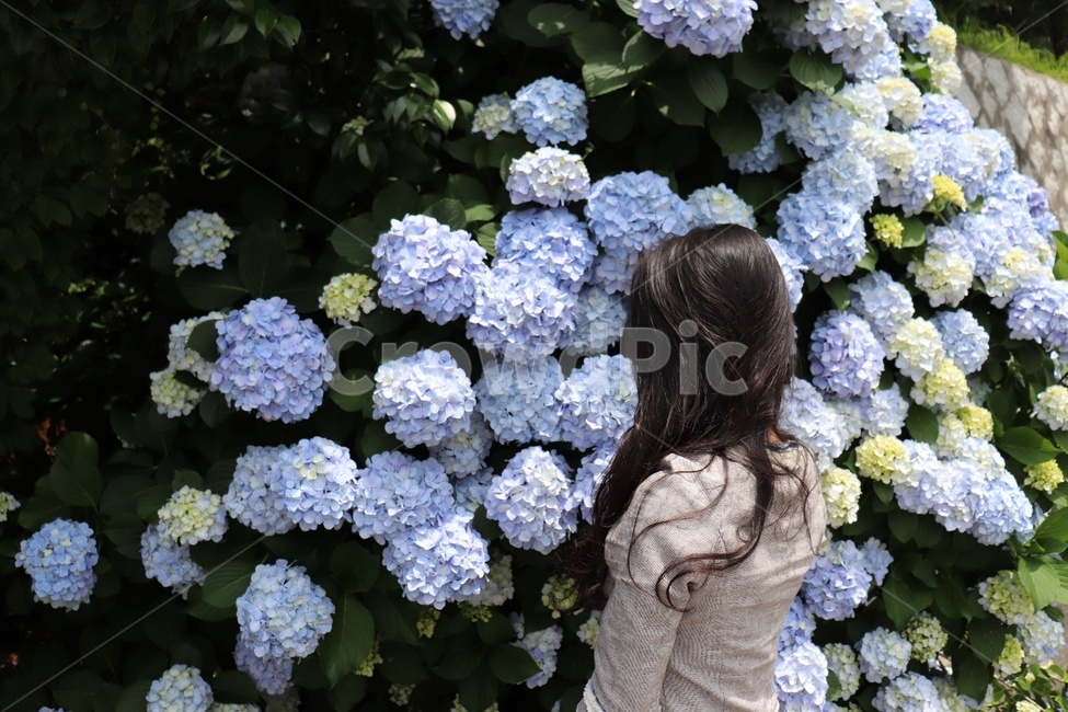 plant,식물,flower,꽃,수국,hydrangea,사람,인물,인간,human,person,여성,여자,woman,female,lady