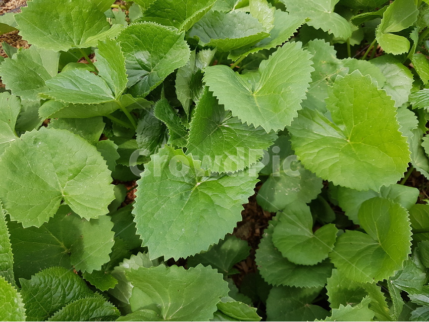 곰취,식물,잎,자연,시골,초록,엽채류,쌈채소,봄,취나물,식물,자연,plants,nature