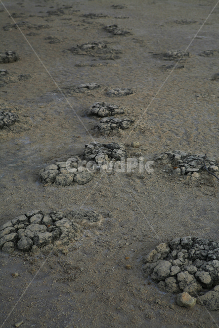 스트로마톨라이트,stromatolite,최초생명체,화석,석회암,미생물,박테리아,암석,산소,자연,풍경,nature,landscape,ground,바닥,gravel,자갈,road,도로,dirt road,흙길,soil,흙
