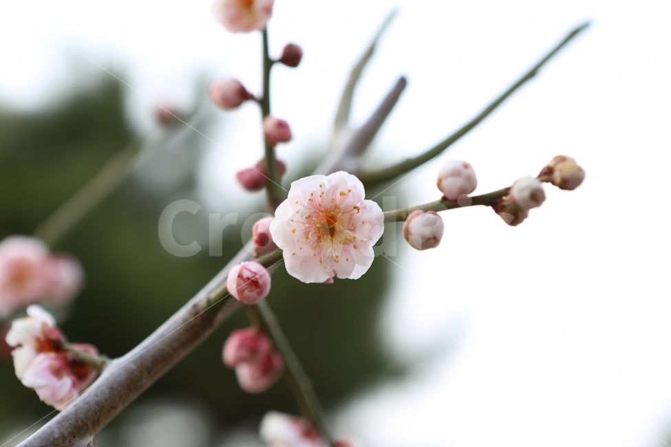 꽃,봄,봄날,입춘,배경,꽃말,매화,매화꽃,주말,나들이,꽃놀이,화면,식물,자연,plants,nature,봄,계절,spring,season,꽃,flower,plant,blossom