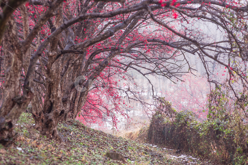 풍경,식물,산수유,마을,겨울,열매,산수유열매,산수유마을,시골,농촌,나무,산수유나무,이천,재배,경작,전원,아침,눈내린,농촌마을,시골마을,붉은열매,새벽,야외,옥외,plant,tree,자연,풍경,nature,landscape,나무,trees,wood