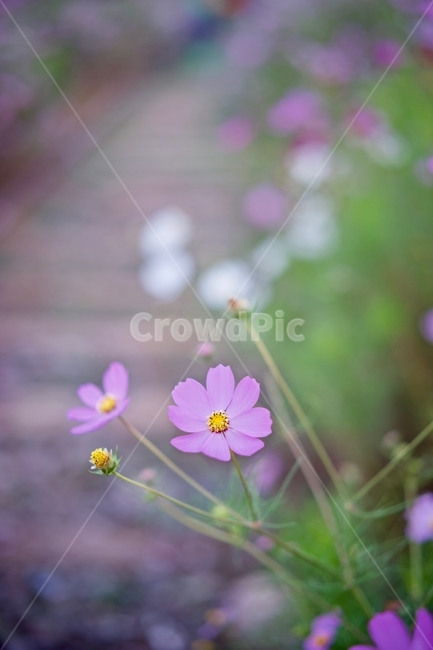 가을,기차길,감성,코스모스,꽃