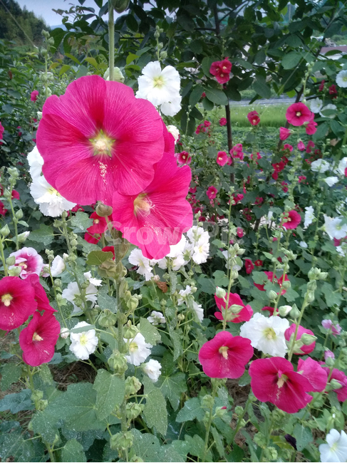 접시꽃,꽃,자연감성,화단,식물,식물,자연,plants,nature,꽃,flower