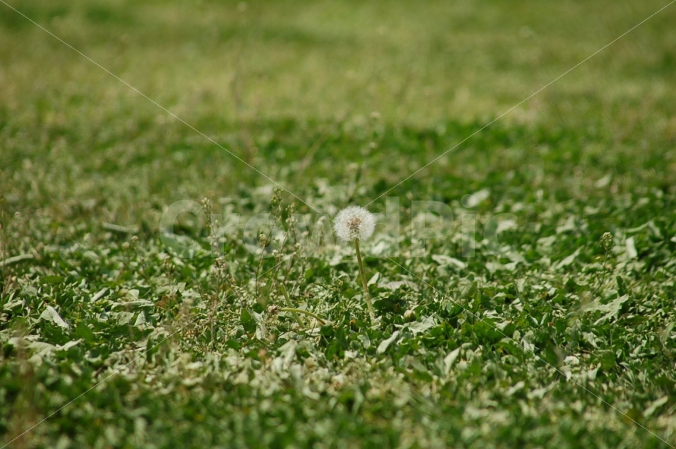 dslr,nikon,d50,민들레,꽃,식물,자연,plants,nature,꽃,flower
