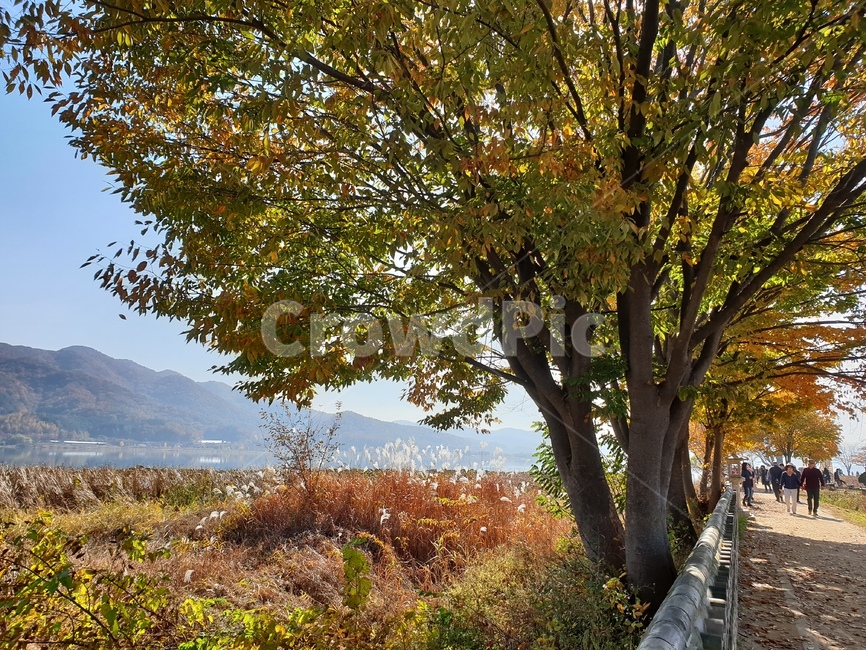 tree,나무,두물머리,양평,은행나무
