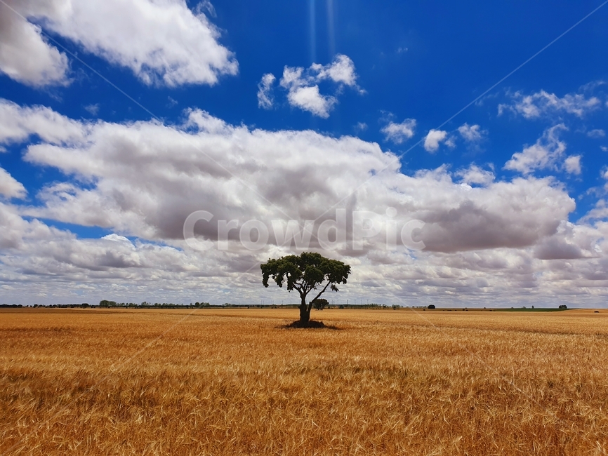 nature,자연,savanna,대초원,field,들,grassland,목초지,outdoors,옥외,tree,나무,spain,스페인,자연,풍경,nature,landscape,꽃,flower