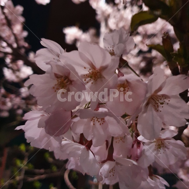 cherryblossom,벚꽃,꽃,flower,blossom