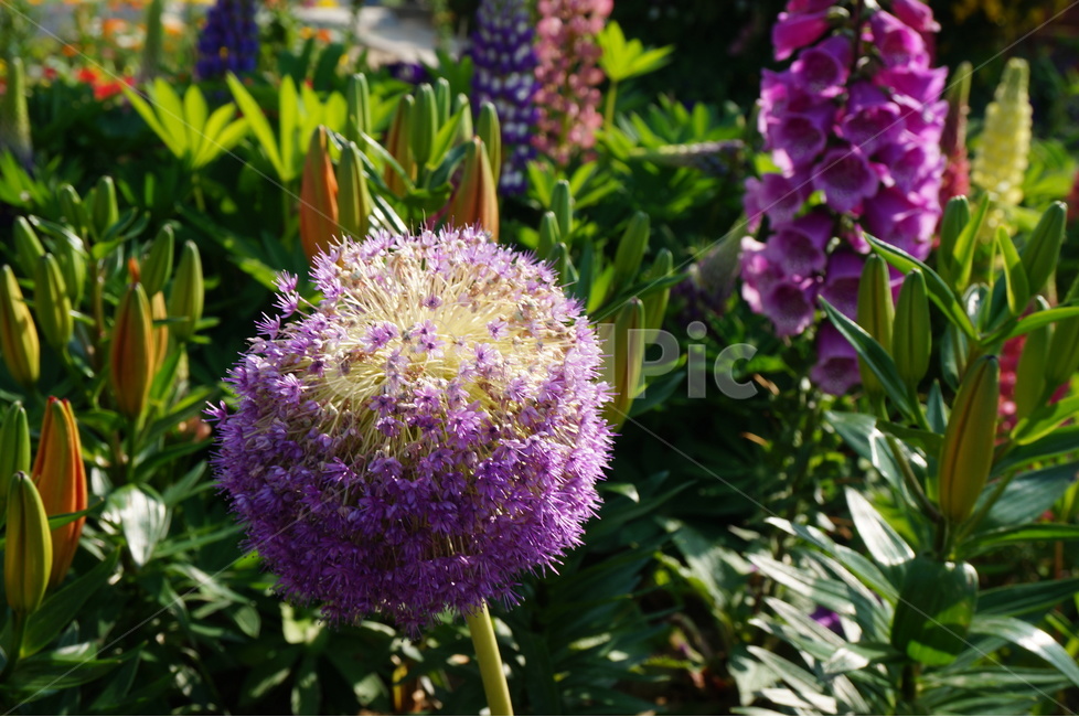 알리움,꽃,보라색꽃,보라색,allium,식물,자연,plants,nature,꽃,flower