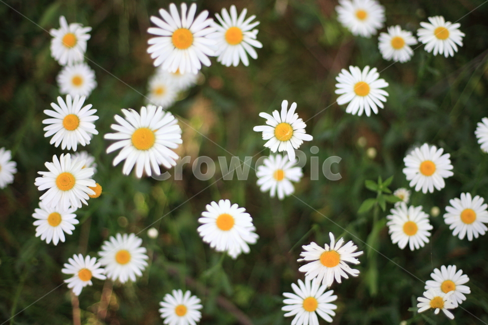 구절초,꽃,들꽃,flower,botanical,wildflower,식물,자연,plants,nature,꽃,flower