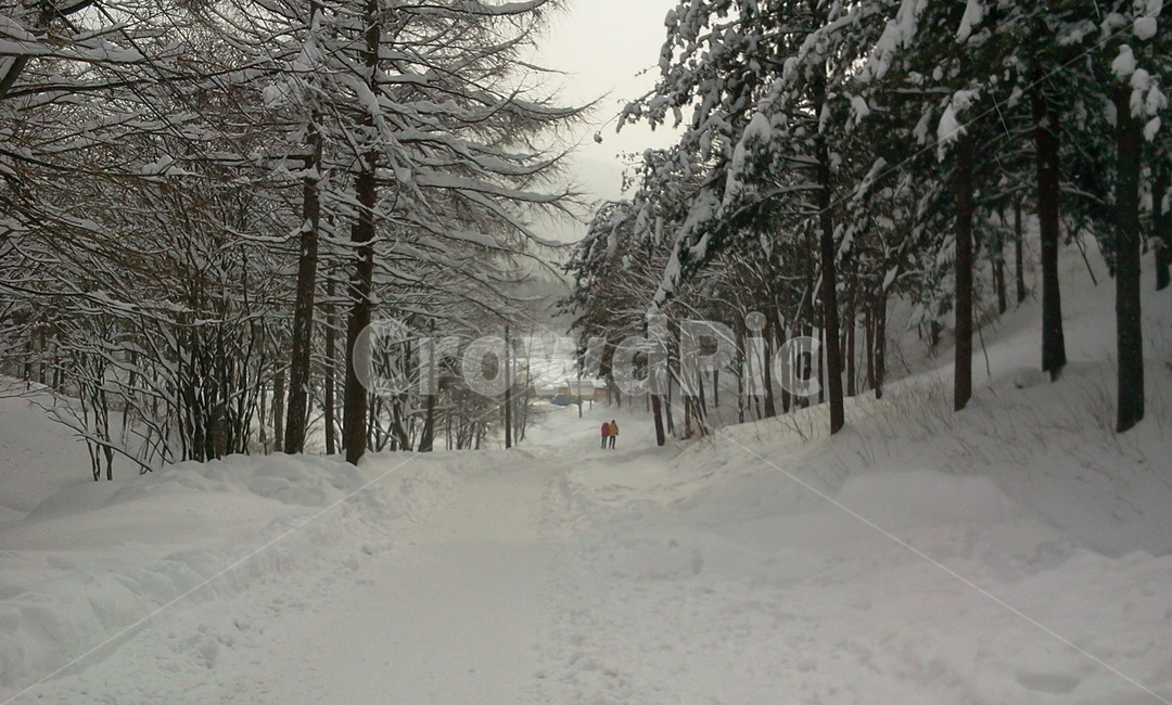 양떼목장,설경,눈,snow,winter,겨울,blizzard,눈보라,겨울,계절,winter,season,자연,풍경,nature,landscape