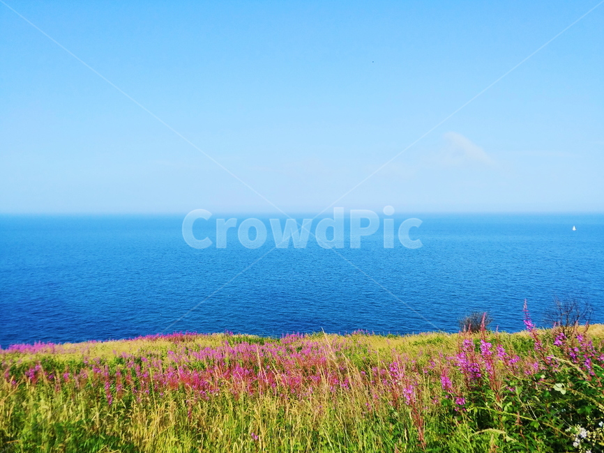 바다,바닷가,바닷가꽃,해변,아일랜드,브레이,bray,ireland,수평선