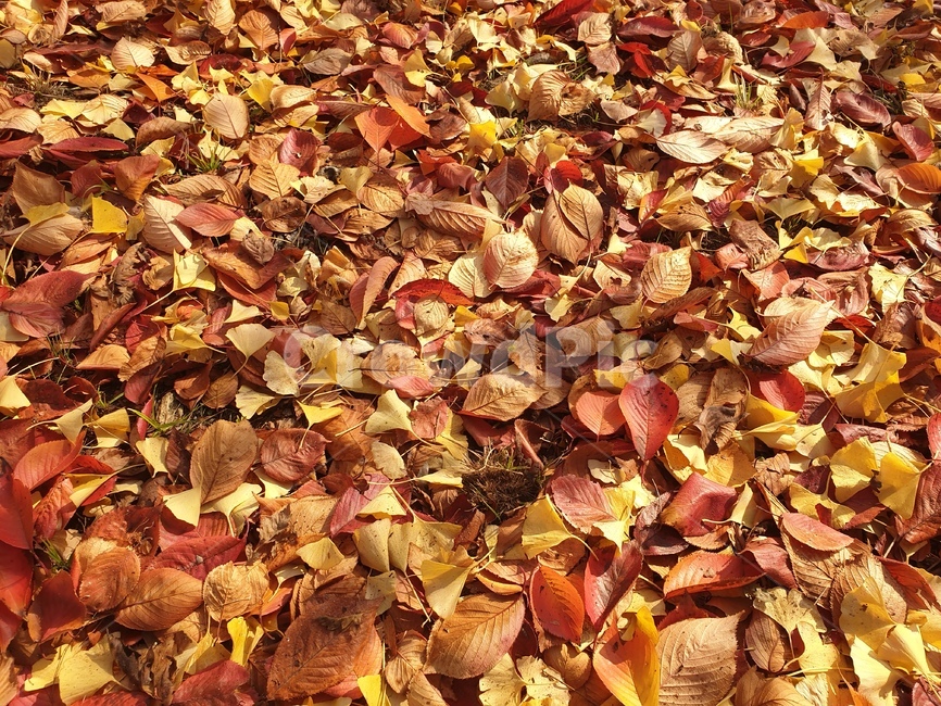 납엽,가을,단풍,나뭇잎,계절,fall,autumn,planys,nature,leaf,잎,식물,바닥