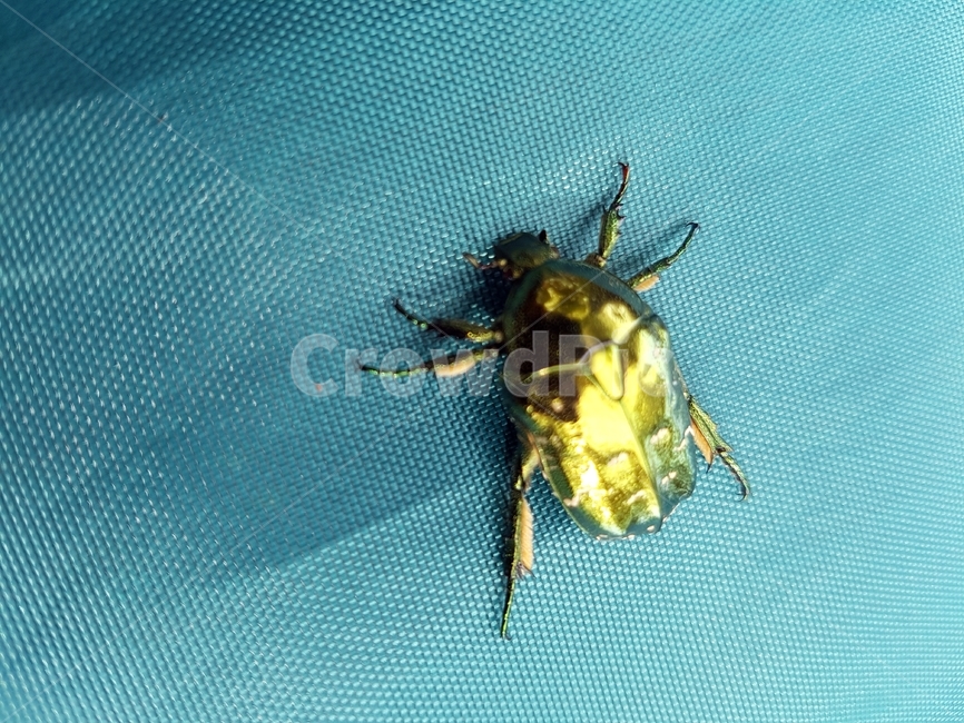 bug,golden,insect,microbe,Pungdaengi