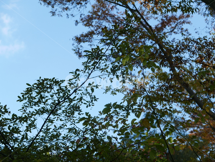 tree,나무,plant,식물,하늘,가을하늘,나무,trees,wood