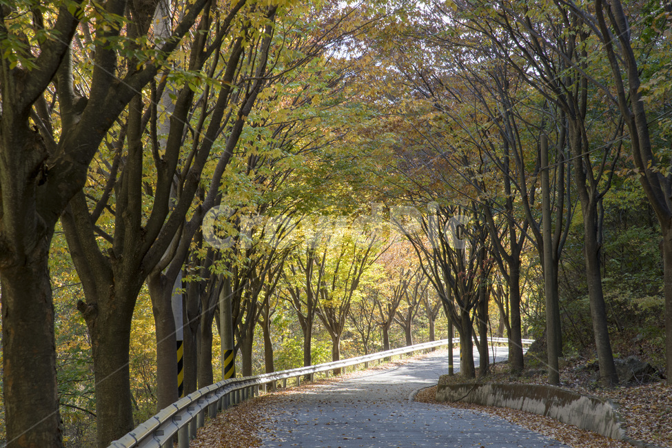 가로수길,단풍길,우두산가는길,가을,우두산,거창,산사가는길,산길,가을풍경,가을,계절,fall,autumn,season,tree,나무,plant,식물,path,통로