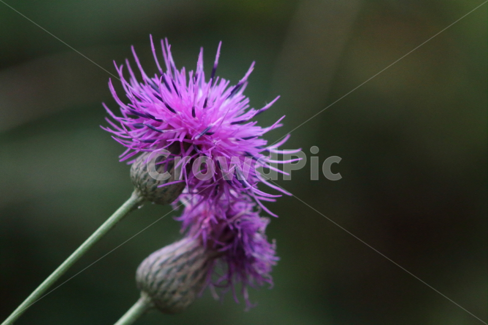 엉궝퀴,꽃,식물,야생화,thistle,산비장이,엉겅퀴,식물,자연,plants,nature,꽃,flower