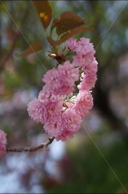 왕벚꽃,겹벚꽃,봄,풍경,핑크,나무,봄,계절,spring,season,식물,자연,plants,nature,꽃,flower,plant,blossom